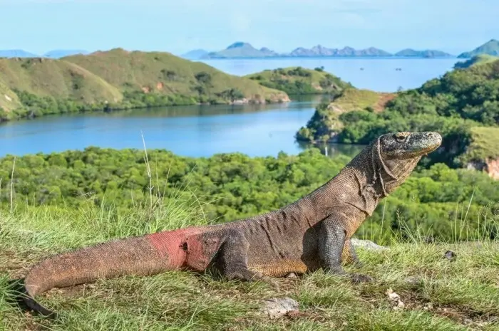 Exciting Adventure on Rinca Island
